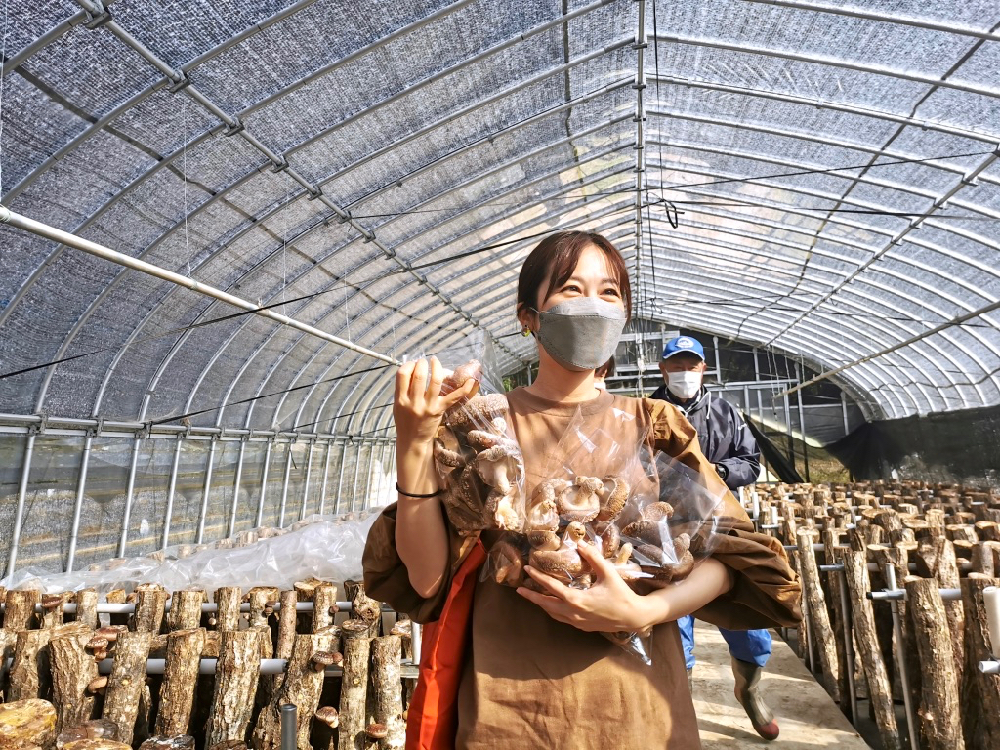 仙台熊谷農園採香菇