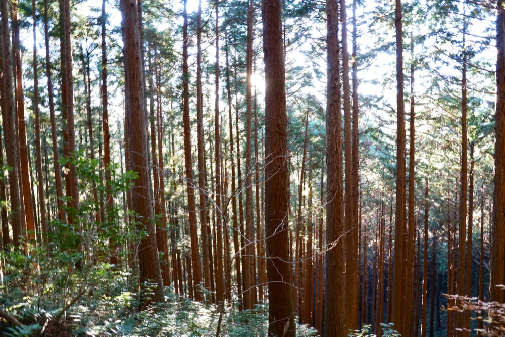 埼玉縣的極美森林旅行！走進飯能名栗，來場芬多精的洗禮！