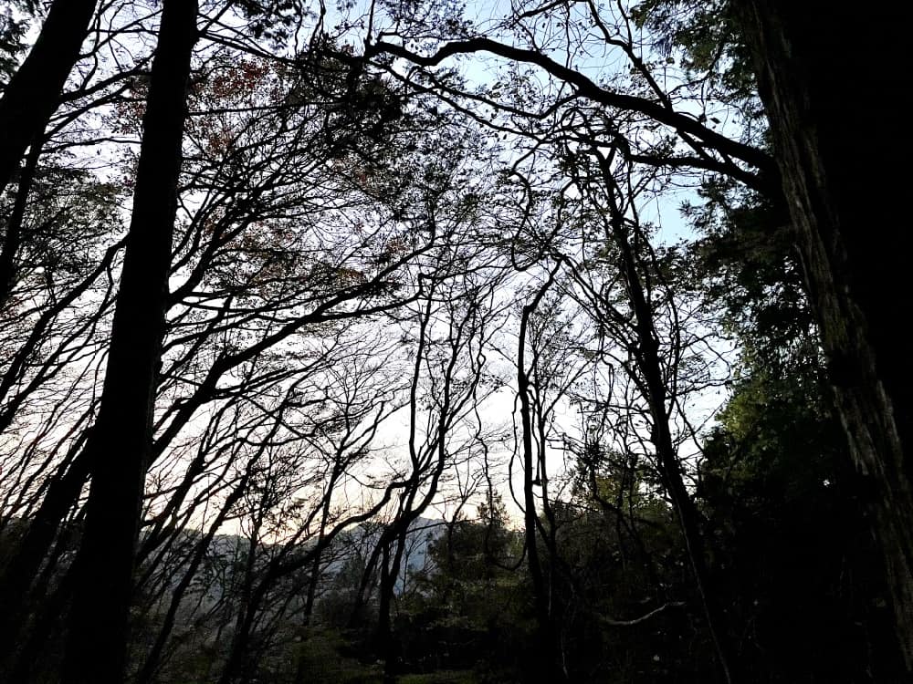 埼玉縣的極美森林旅行！走進飯能名栗，來場芬多精的洗禮！