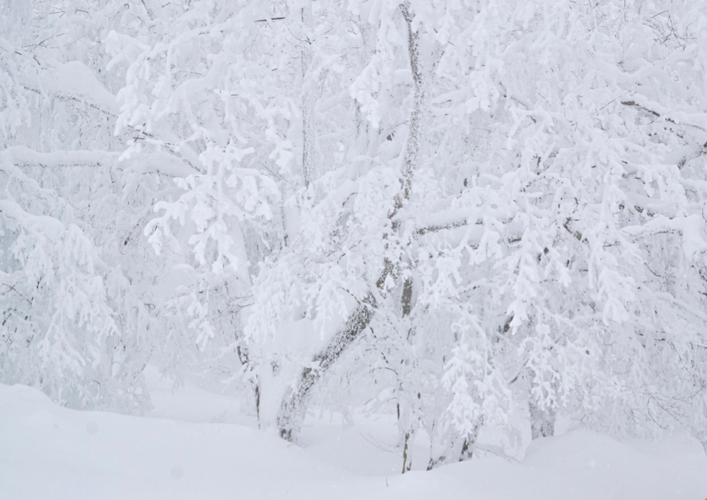 前進山形上山溫泉的夢幻雪世界，體驗親手做雪屋以及絕景樹冰散步