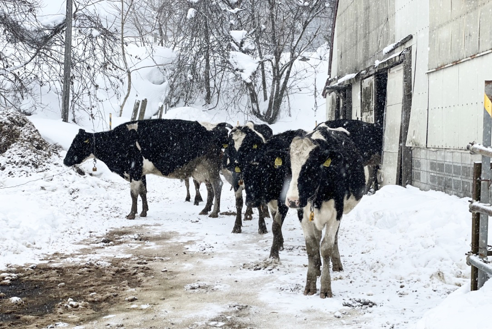 前進山形上山溫泉的夢幻雪世界，體驗親手做雪屋以及絕景樹冰散步