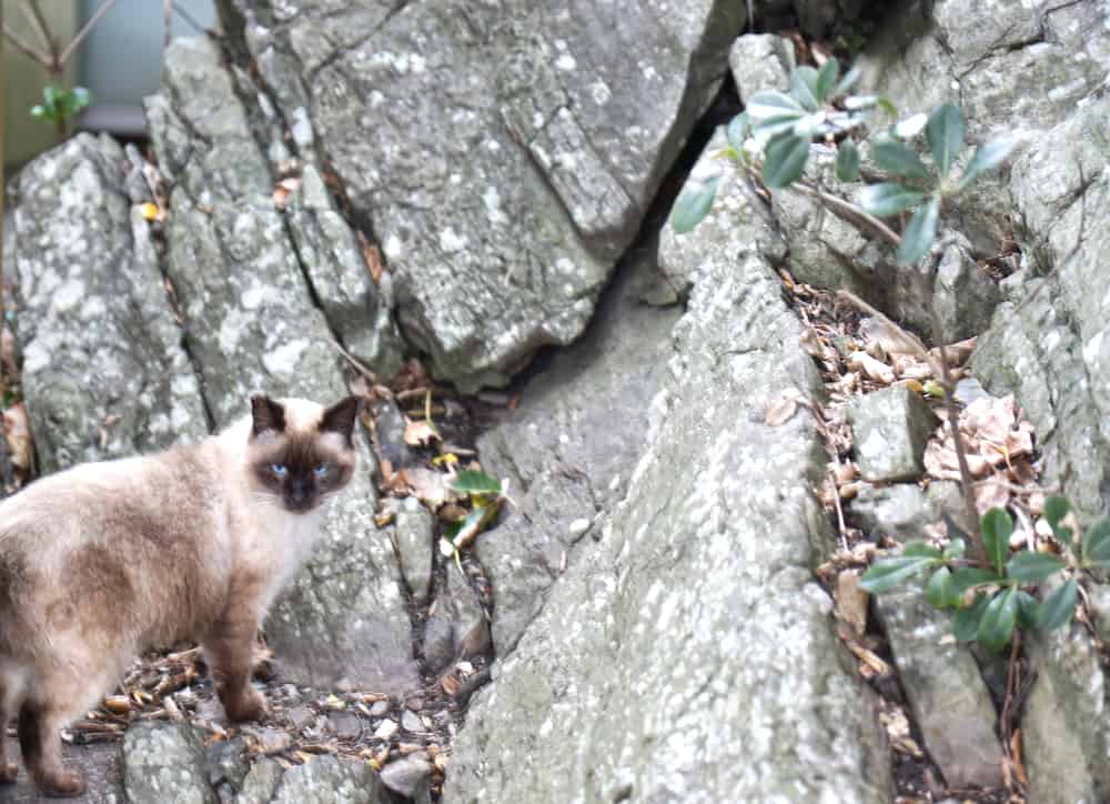 走進高知室戶UNESCO世界地質公園，汲取來自大自然的精華美味