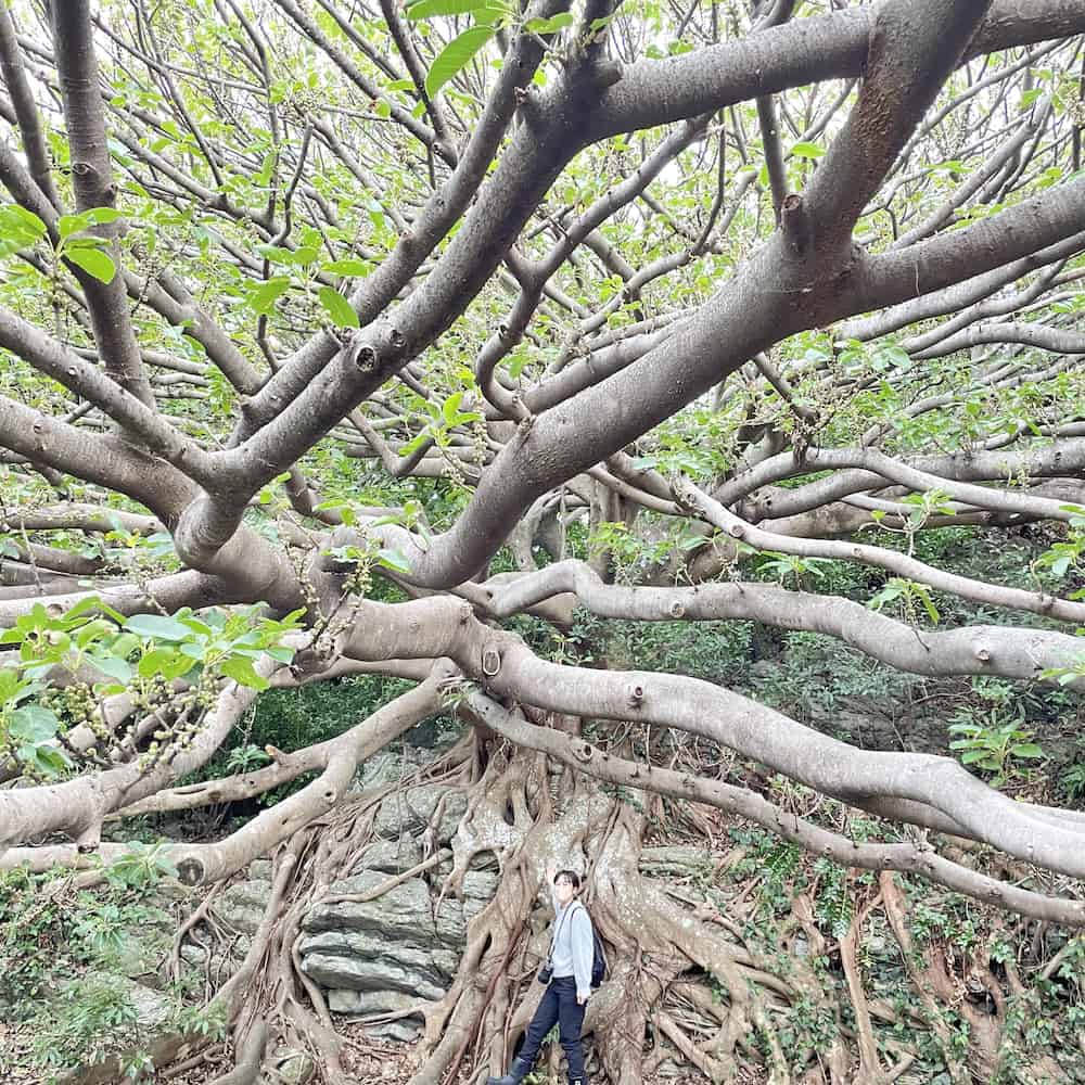 走進高知室戶UNESCO世界地質公園，汲取來自大自然的精華美味