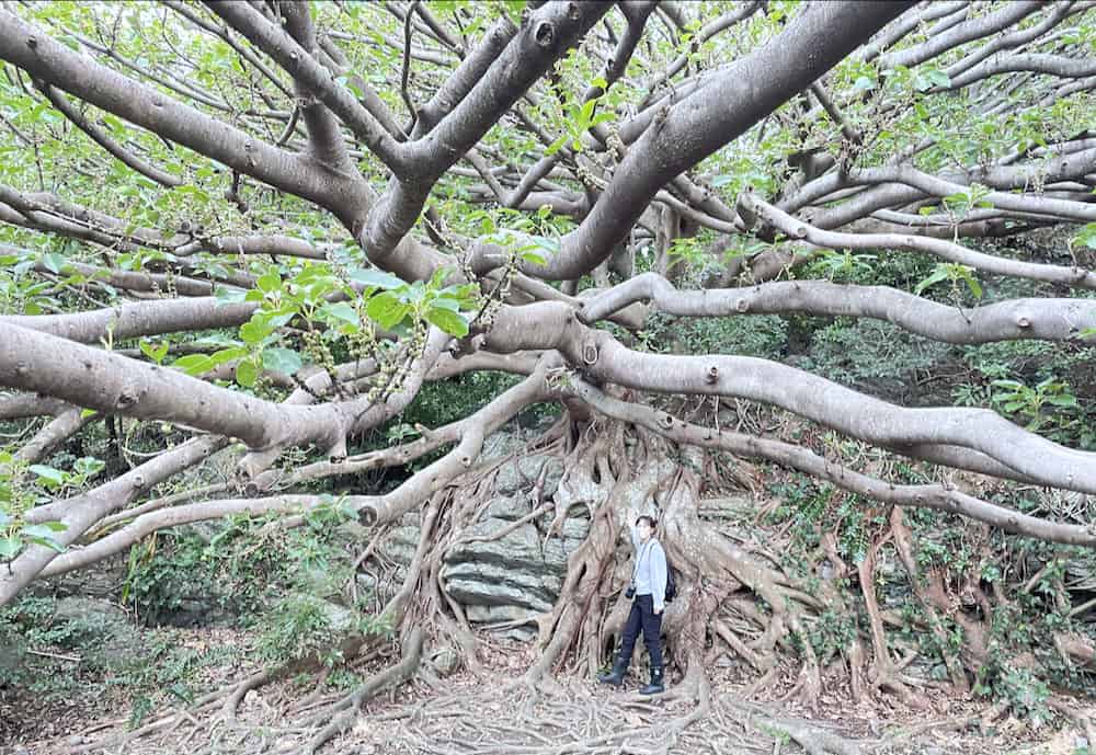 走進高知室戶UNESCO世界地質公園，汲取來自大自然的精華美味