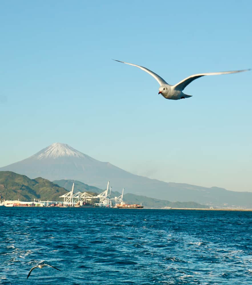 靜岡清水港太好玩了啦！騎腳踏車賞富士山、學捏壽司、大吃櫻花蝦、搭船拜訪三保松原絕景