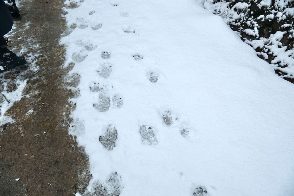 日本親子玩雪，長野野澤溫泉，志賀高原，雪猿泡溫泉